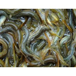鑫渔圣生态(图)、****泥鳅养殖、甘肃泥鳅
