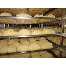 桂林烘干设备、众胜大枣烘干设备厂家、土豆片烘干设备供应商