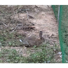 养殖安阳野兔养殖基地-养殖安阳野兔养殖- 锦腾养殖厂家*