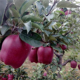 忻州红富士苹果苗的行业须知「多图」