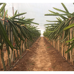 哪里有火龙果种植基地|山东火龙果种植|濮阳****果蔬种植电话