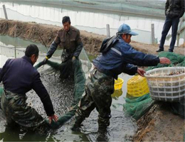 大棚泥鳅养殖-黄石泥鳅养殖-鑫渔圣生态(在线咨询)