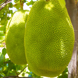 无锡菠萝蜜新鲜水果木菠萝38-58斤每个缩略图