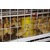 漯河养殖设备、肉鸡养殖设备图片、方圆笼具(推荐商家)缩略图1