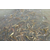 稻田养殖台湾泥鳅-黄冈台湾泥鳅-湖北年连富缩略图1