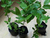 珍珠蓝莓苗销售-亿通园艺(在线咨询)-陕西珍珠蓝莓苗缩略图1