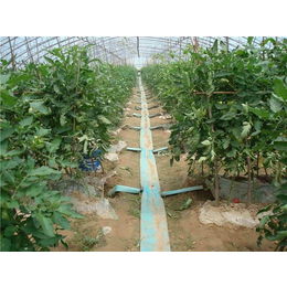 长沙水肥一体化设备_格莱欧农业设备_水肥一体化设备设计