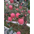 陕西洛川苹果供应、陕西洛川苹果、景盛果业(查看)缩略图1