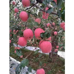 陕西洛川苹果供应、陕西洛川苹果、景盛果业(查看)