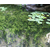 苦草种苗、众禾水生植物(在线咨询)、广西狐尾藻缩略图1