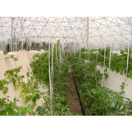 蔬菜气雾栽培|绣田农业设计美观|吉林气雾栽培