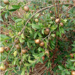 高产油茶苗_【油茶苗多少钱一颗】_油茶苗