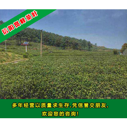 信阳红茶叶,信阳红茶叶的厂家,贤峰茶叶(****商家)