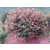 绿化苗木灌木 法国冬青 珊瑚树 茶梅 月季 金焰绣线菊 丝兰缩略图3