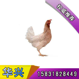柴鸡厂家|华兴种禽青年鸡基地|廊坊柴鸡