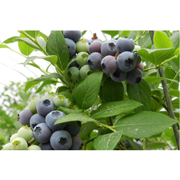 鲁甸蓝莓|百色农业科技公司|蓝莓批发