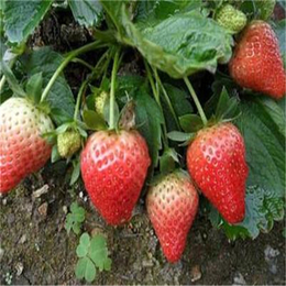 福建草莓苗,双湖园艺,妙香7号草莓苗