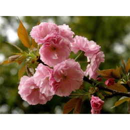 4公分日本晚樱树|润耀园艺|4公分日本晚樱树价格