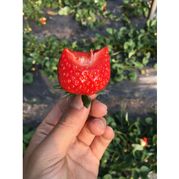 青岛草莓苗,乾纳瑞农业,桃熏白草莓苗怎么种