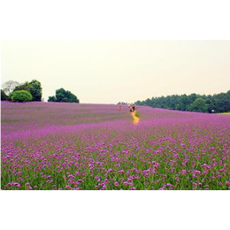 花海小苗,恒大花卉(在线咨询),花海