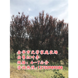 5公分红叶李|4公分红叶李|元芳家庭农场*