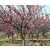 樱花树、石博苗木、10公分樱花树苗价格缩略图1