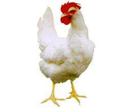 华帅青年鸡养殖场(图)-罗曼粉价格-白城罗曼粉
