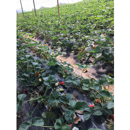 唐山草莓苗、乾纳瑞农业、全明星草莓苗基地