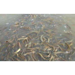 台湾泥鳅种苗回收-台湾泥鳅-年连富生态