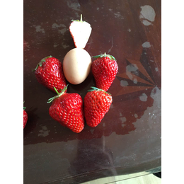 牛奶草莓苗_阿勒泰草莓苗_海之情农业(多图)