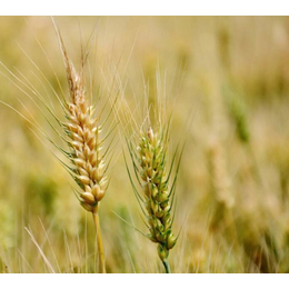汉光现代农业(图)|现金求购小麦|上饶求购小麦
