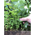 一年生蓝莓苗批发价-蓝丰园艺场-一年生蓝莓苗缩略图1
