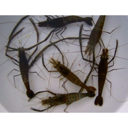 沼虾基围虾又称为虎虾、鑫渔圣生态、沼虾基围虾