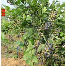 哪里卖蓝莓树苗_荆州蓝莓树苗_果树茶叶研究所(查看)