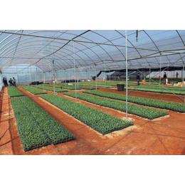 鑫华生态农业科技发展(图)|生态温室餐厅|温室