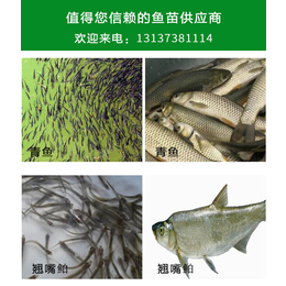 淡水鱼苗 观赏 鱼,息县夏庄鱼苗(在线咨询),北京淡水鱼苗