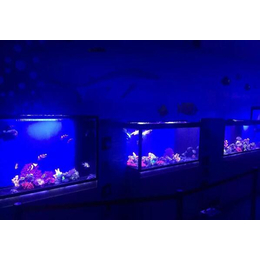 海洋水族馆主题展出租珍稀生物鱼缸展览海狮表演租赁