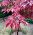 美国红枫种植季节-红枫种植-天成博森缩略图1