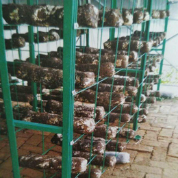 蘑菇养殖网片喷塑浸塑网片食用菌网片出菇房网架网格