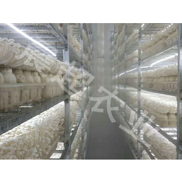齐齐哈尔海鲜菇层架-河北晨超(在线咨询)-海鲜菇层架厂家