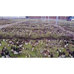 龙岩羊肚菌-金海生物-羊肚菌人工栽培