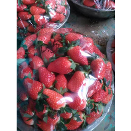 张掖草莓苗、乾纳瑞农业、草莓苗出售