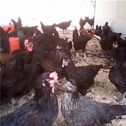 新杨黑种鸡|蛋多多禽业(在线咨询)|新杨黑