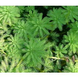 绿狐尾藻价格|绿狐尾藻|众禾水生植物基地