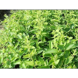 湖南木荷价格、娄底木荷、【新胜油茶】