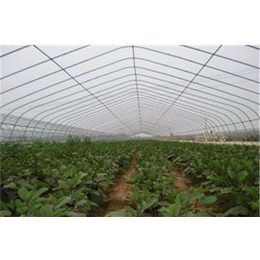 草莓种植大棚怎么建-亿农农业(在线咨询)-许昌草莓种植大棚