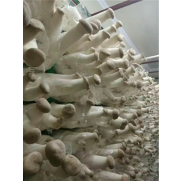 精农科技(图)-现代化蘑菇箱房-嘉峪关市箱房