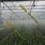 滁州温室大棚蔬菜产量高、温室大棚、温室大棚种植蔬菜回本快缩略图1