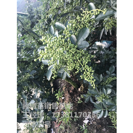 九叶青花椒苗 石柱花椒苗基地 青花椒的种植利益