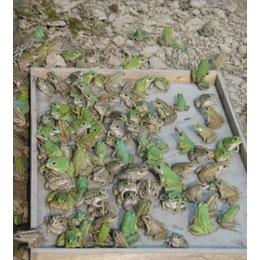 金兴黑斑蛙养殖(图)、黑斑蛙种苗养殖、黑斑蛙